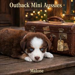 Malone - Red tri-color female Australian Shepherd puppy in Ranger, Texas from Outback Mini Aussies