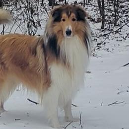 Laddie - Collie