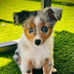 Blue Bell - Blue merle male Miniature Australian Shepherd puppy in Liberty Hill, Texas from Stone & Sage ATX Toy & Mini Aussies