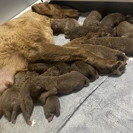 Girl 2 - female Chesapeake Bay Retriever puppy in Howardwick, Texas from Yellow Town Chesapeake’s