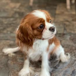 Cavalier King Charles Spaniel puppies from Liberty's Legacy Cavaliers