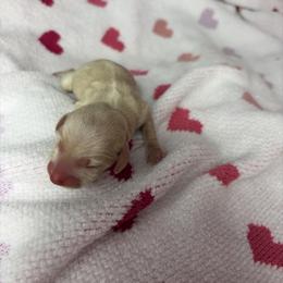 Chloe - Cream female Dachshund puppy in Lake City, Florida from My Ditzy Doxies of Florida