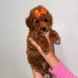 Truffle - Apricot female Goldendoodle puppy in Miami, Florida from Haus of Pawz