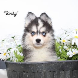 Rocky - Black and white male Pomsky puppy in Murfreesboro, Tennessee from Middle Tennessee Pomskies