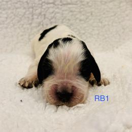 RB1 - Tri-Roan male English Springer Spaniel puppy in Britton, South Dakota from K&S Canines