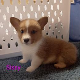Sissy AKC registered - White and fawn female Pembroke Welsh Corgi puppy in Montgomery County, Tennessee from Anita’s little Corgi Haven