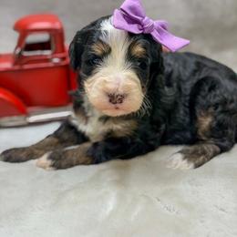 Brooklyn - Tri-color female Bernedoodle puppy in Williamson, New York from Lakeside Doodles