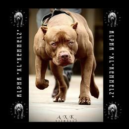 American Pit Bull Terriers from Alpha Xl Kennelz