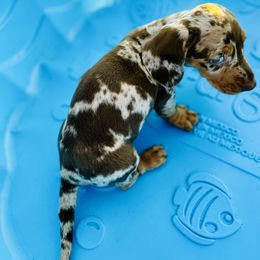 Dachshund Puppies from Mini Doxies of the South