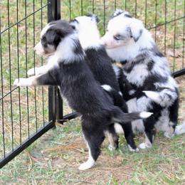 Border Collie Puppies from Bridges Border Collies