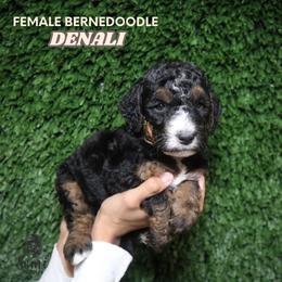 Denali (Yellow Collar) - Tri-color female Bernedoodle puppy in Palmetto Bay, Florida from SOMIDOODLES
