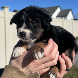 Girl 2 - Black tri female Miniature Australian Shepherd puppy in Murfreesboro, Tennessee from Norby's Mini Aussies