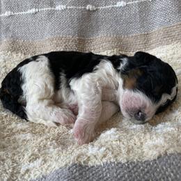 Bernedoodle Puppies from Scarlett Doodles