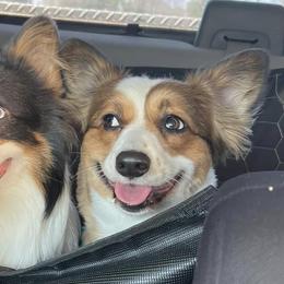 American Corgis and Pembroke Welsh Corgis from Corrine's Corgis