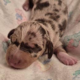 Cadbury AKC Chocolate Dapple Pie mini Dachshund ( On hold while growing and thriving) - Dapple male Dachshund puppy in Las Cruces, New Mexico from The Dachshund Den