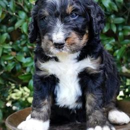Bayou - Tri-color male Bernedoodle puppy in Folsom, Louisiana from DoodlesFarmCo
