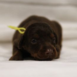Olysanne - 5350 - Red and rust female Doberman Pinscher puppy in Rockwall, Texas from Elitehaus