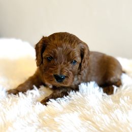Cedar - Red male Cavapoo puppy in Malad City, Idaho from FreckledCowgirlPuppies