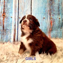 Australian Shepherd Puppies from Winsome Aussies