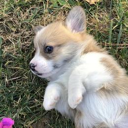 Pembroke Welsh Corgis from Muletown Corgis