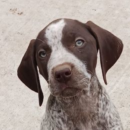 German Shorthaired Pointers from Michelle's German Shorthaired Pointers