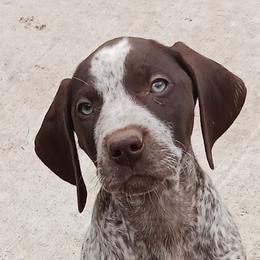 German Shorthaired Pointers from Michelle's German Shorthaired Pointers