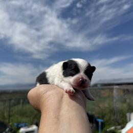 Oreo - Black parti male Pomeranian puppy in Saint Ignatius, Montana from Pomeranians Montana