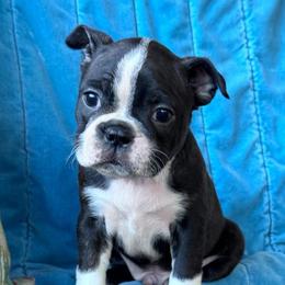 Onni - Seal brindle and white male Boston Terrier puppy in Lexington, South Carolina from Velveteen Bostons
