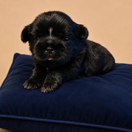 Lyra - Black female Shih Tzu puppy in Abilene, Texas from L&L Euro Boxers and Small Town Shih Tzus