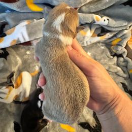 Beautiful sable bluie - Sable female Pembroke Welsh Corgi puppy in Clarksville, Tennessee from Cooler Farms Corgis