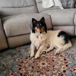 Laney Jewels - Collie