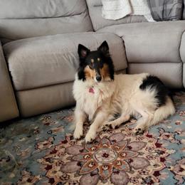 Laney Jewels - Collie