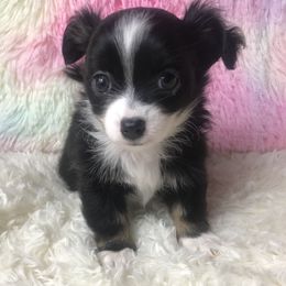 Chihuahua puppies from Kim's Chi babies from Place of Grace