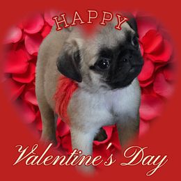 Lucchese - Pug puppy from Viking Kennel