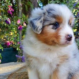 Levi - Blue merle Australian Shepherd puppy in Olympia, Washington from Echelon Australian Shepherds