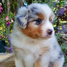 Levi - Blue merle Australian Shepherd puppy in Olympia, Washington from Echelon Australian Shepherds