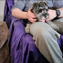 Miniature Schnauzer Puppies from A'Lord Miniature Schnauzer