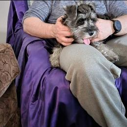 Miniature Schnauzer Puppies from A'Lord Miniature Schnauzer