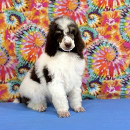 Blue - Brown male Poodle puppy in Houma, Louisiana from Smart Azz Poodles