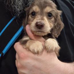 Parker - Chocolate and cream male Dachshund puppy in Batesville, Arkansas from Willow Tree Dachshunds