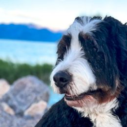 Bernedoodles, Goldendoodles, Poodles, and Sheepadoodles from Dapper Doodle Pups