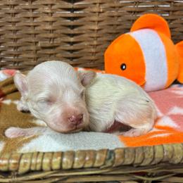 Nemo - Parti male Miniature Schnauzer puppy in Menifee, California from Moonshine’s Minis