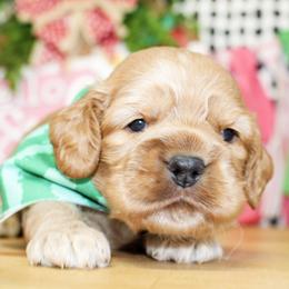 Rusty - Buff male Cocker Spaniel puppy in Rattan, Oklahoma from Double M Cocker Spaniels