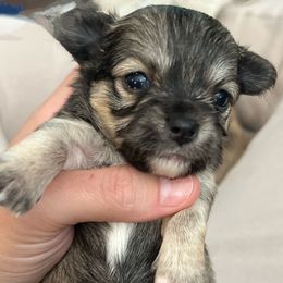 Vanellope - Black sabled fawn female Chihuahua puppy in Sherwood, Arkansas from Bartelt Breeders