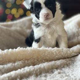 Shrimp - Black and white male Chinese Crested puppy in New Smyrna Beach, Florida from FronkLinn Kennel