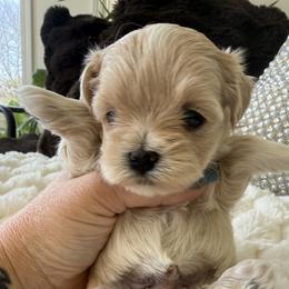 Blue collar  (reserved) - Apricot male Maltipoo puppy in Fredericktown, Missouri from Doodle Pups Fur-Ever