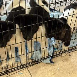 Akita Puppies from Gloe Akita's