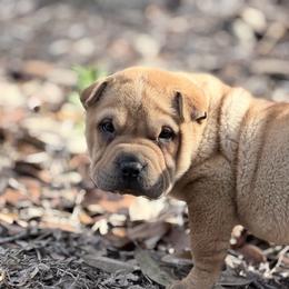 Spider - Fawn male Chinese Shar-Pei puppy in Lehigh Acres, Florida from Florida Wrinkles
