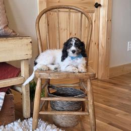F1B Meet Nash :) - Black and white male Cavapoo puppy in Centerville, Iowa from Barnyard Dachshunds, Dals & Doodles