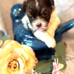 Havanese Puppies from palmetto puppies